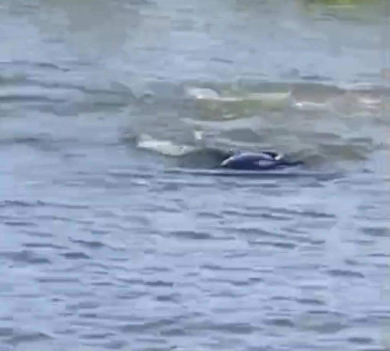 Três peixes-boi são flagrados nas proximidades da Ilha de Santa Cruz, em Outeiro.